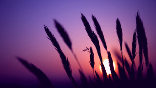 Purple sunset horizon mountain trees - a purple sky free wallpaper