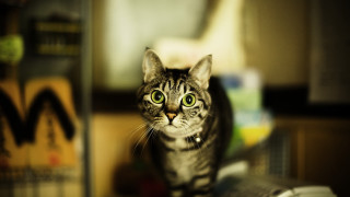 Cat table blurry background bokeh - toyism free wallpaper