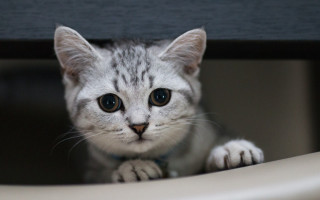 White cat blurry background depthofield - clovis trouille free wallpaper