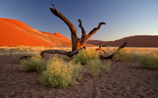 Dead tree desert mountain sky - derold page free wallpaper