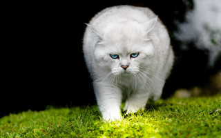 White cat blue eyes gothic - a white cat free wallpaper