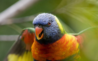 Colorful blue headed bird orange - orange beak free wallpaper