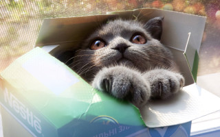 Cat box surreal pastel houdini - a box free wallpaper