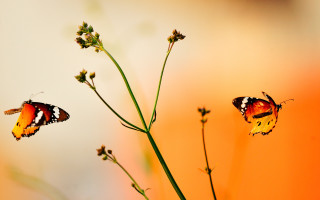 Butterflies plant yellow flowers red - two butterfly free wallpaper