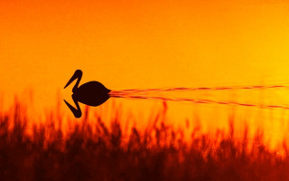 Bird jet sunset autumn fire - a surrealist painting free wallpaper