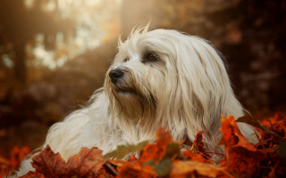 White dog leaves autumn blurry - a pile free wallpaper