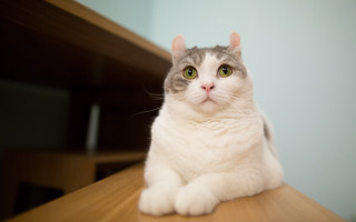 Serious cat rounded eyes superflat - eye free wallpaper