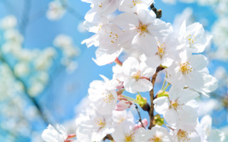 White flower bee blue sky - a bee free wallpaper
