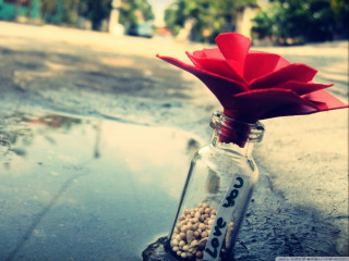 Glass bottle flower puddle sidewalk - felipe seade free wallpaper
