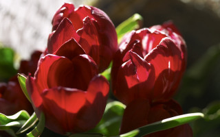 Red flowers green leaves rock - still free wallpaper