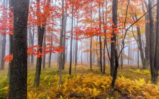 Fall leaves foggy forest autumn - foggy sky above free wallpaper