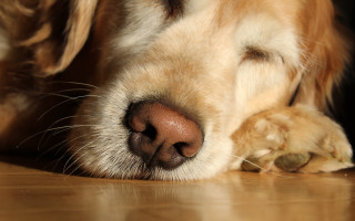 Dog sleeping shiba inu closeup - his head on free wallpaper
