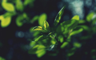 Green leafy plant blurry background - claire dalby free wallpaper
