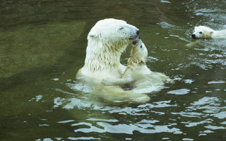 Polar bear cub swimming stick - the zoo free wallpaper