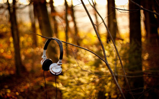 Headphones hanging tree forest autumn - a tree branch in a forest free wallpaper