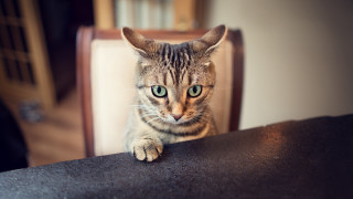 Cat sitting chair paw edge - a chair free wallpaper