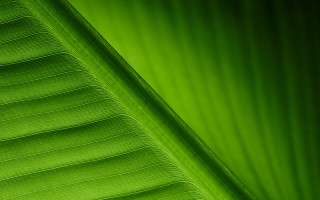 Green leaf macro nature forest 2 - a green leaf free wallpaper