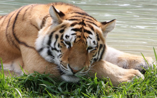 Tiger laying in grass by - its head on free wallpaper