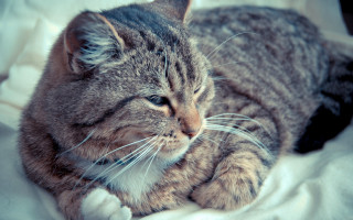 Sad cat laying blanket blurry - a sad look free wallpaper
