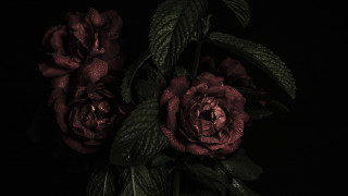 Flower water droplets roses stilllife - petal free wallpaper