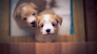 Puppies doorway shiba inu bokeh - a wooden floor free wallpaper
