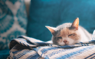 Cat sleeping blurry background pillow - a pillow free wallpaper
