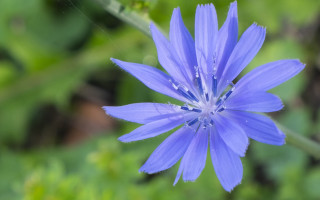 Blue flower bokeh garden macro 2 - a blurry image of a flower free wallpaper