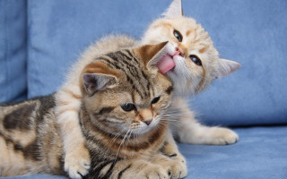 Cat nose licking blue couch - bálint kiss free wallpaper