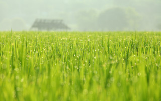House dew grass tiltshift nature - a house in the distance free wallpaper