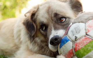 Dog soccerball sad look shiba - a soccer ball free wallpaper
