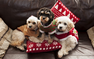 Three dogs sweaters couch pillows - a sweater free wallpaper