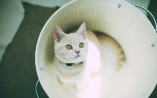 White cat bucket floor rug - canon 5 0 mm free wallpaper