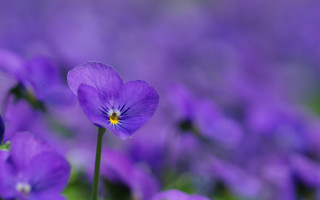 Purple flower bokeh macro yellow - a yellow center free wallpaper