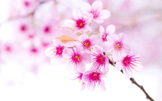 Pink flower tree branch blurry - the background and a blurry background free wallpaper
