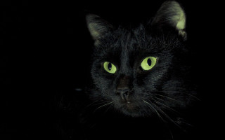 Black cat green eyes chiaroscuro - chiaroscuro free wallpaper