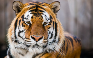 Sad tiger wooden fence photorealistic - a tiger free wallpaper