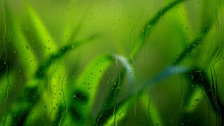 Rainy window green grass blue - a close up of a window free wallpaper