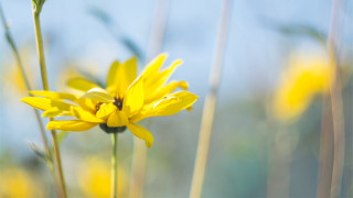 Yellow flower blurry background sunlight - a yellow flower free wallpaper