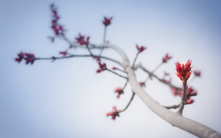 Red flowers branch blue sky - thin free wallpaper
