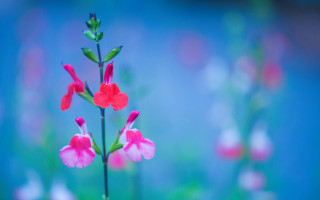 Pink flower green stem blue - a pink flower free wallpaper