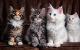 Kittens couch sad rococo cute - a sad look free wallpaper