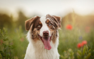 Dog tongue out flower field - its tongue free wallpaper