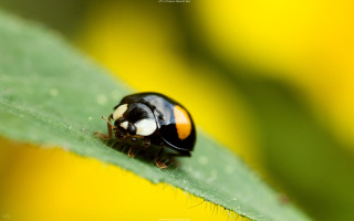 Ladybug green leaf sunny day - a lady bug free wallpaper