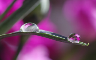 Water drop plant stem pink - a close up of a water drop free wallpaper