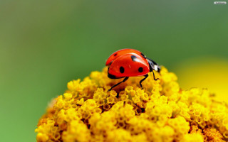 Ladybug yellow flower yellow flowers - yellow flower free wallpaper