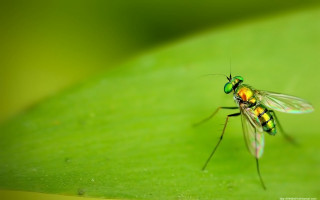Fly green leaf yellow stripe - a yellow stripe free wallpaper