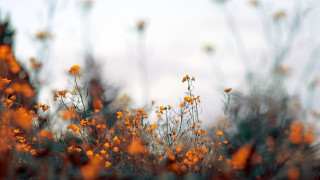 Yellow flowers autumn blurry fire - a sky background in the background free wallpaper