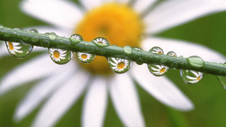 White flower water drops bokeh - petal free wallpaper
