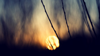 Sunset tallgrass branches macro clouds - a few branch free wallpaper