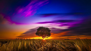 Tree field sunset clouds mountain - mystical free wallpaper